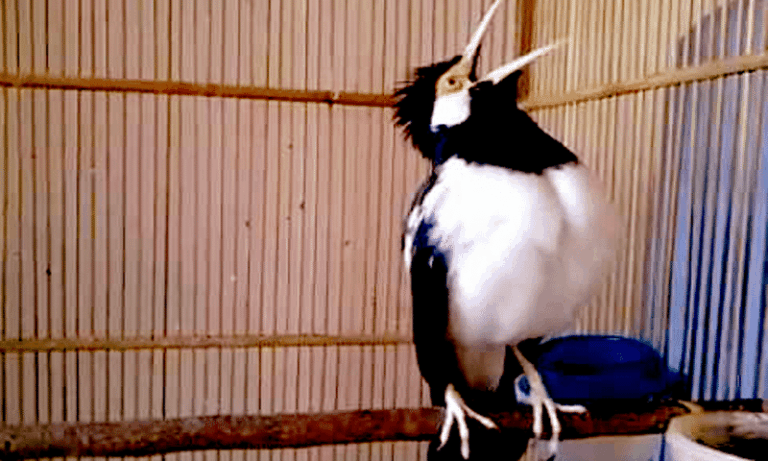 Index Of Wp Content Uploads 2019 02