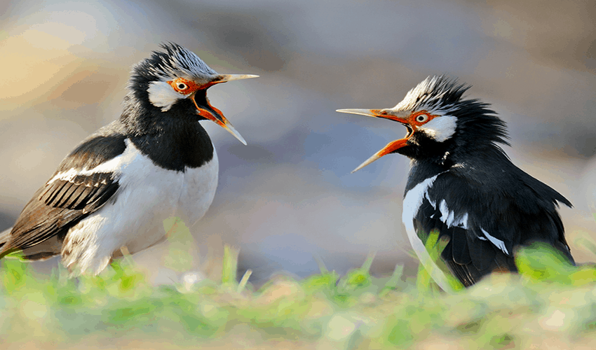 Index Of Wp Content Uploads 2019 02