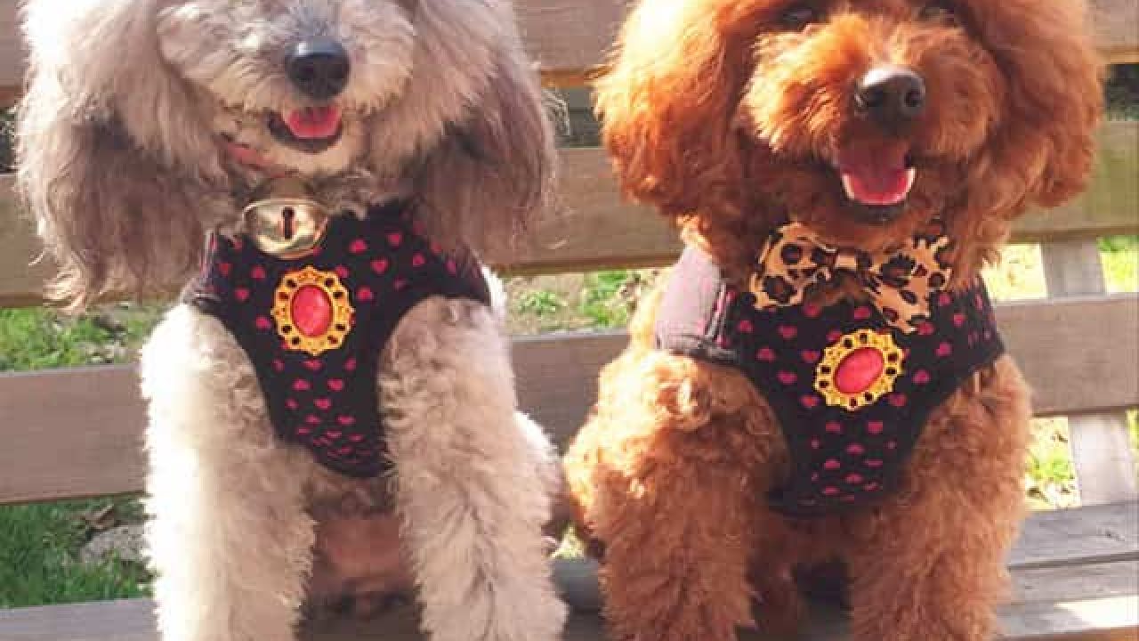 Index Of Wp Content Uploads 2019 02