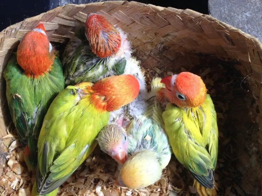 Index Of Wp Content Uploads 2019 02