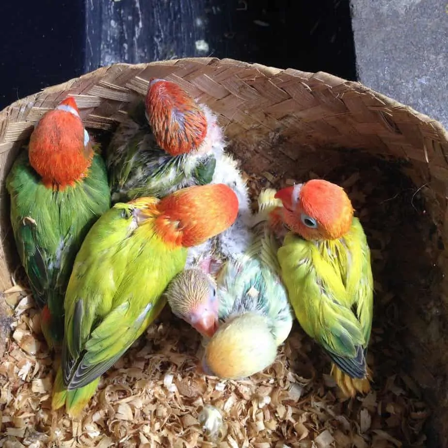 Index Of Wp Content Uploads 2019 02