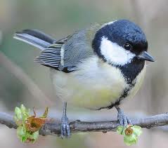 9 Makanan Tambahan Untuk Burung Gelatik Arenahewan Com