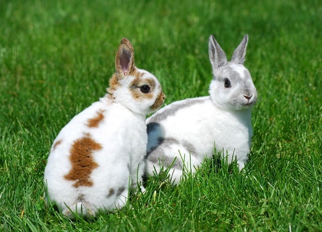 Memilih Bibit Kelinci: Usia Ideal untuk Dipelihara