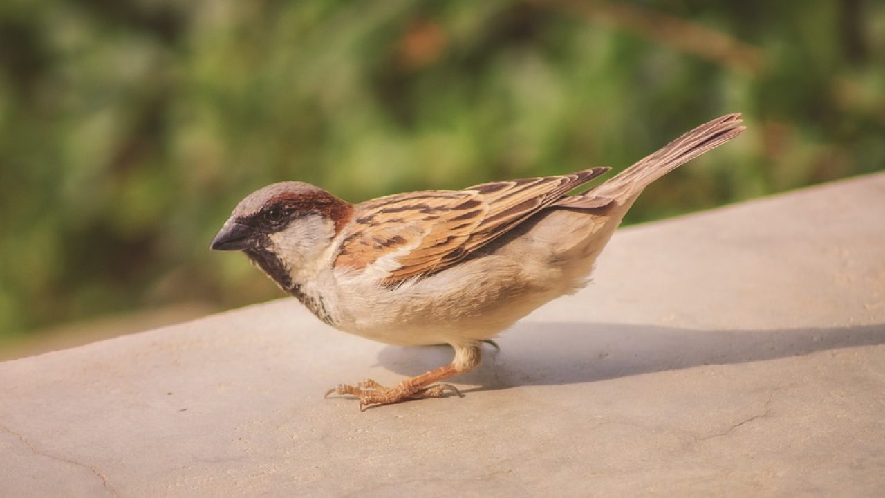 6 Vitamin Untuk Burung Gelatik Arenahewan Com