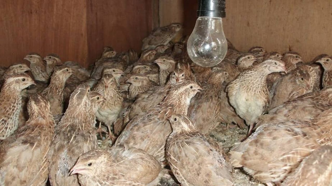 Cara Mengendalikan Hama Yang Menyerang Burung Puyuh Secara Efektif Arenahewan Com