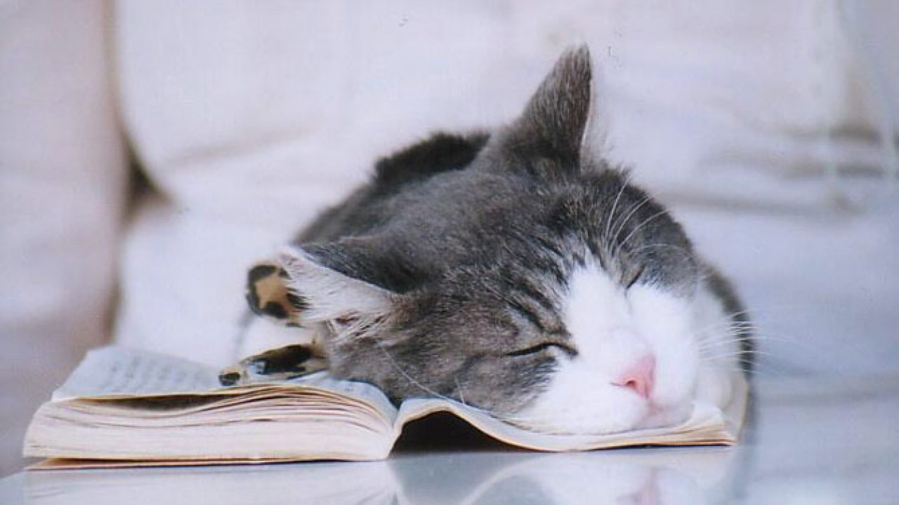 30 Populer Foto Kucing Lucu Lagi Tidur Terlengkap  Fullstiker