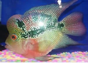  Jenis  Ikan  Louhan  Lokal Yang Indah Dan Cantik ArenaHewan com