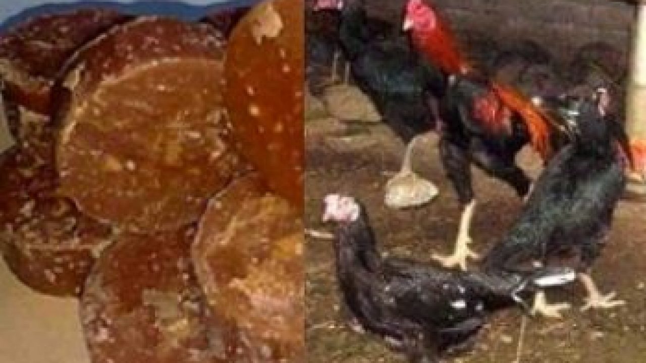 10 Manfaat Gula Jawa Untuk Ayam Kampung Arenahewan 