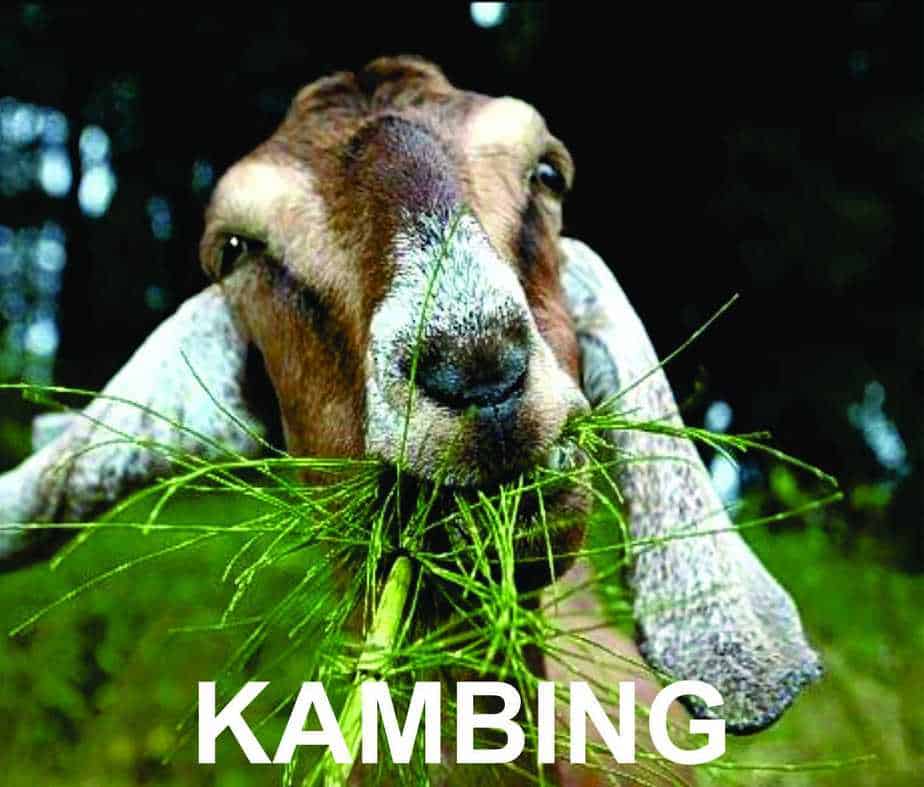 9 Jenis Pakan Hijau untuk Kambing