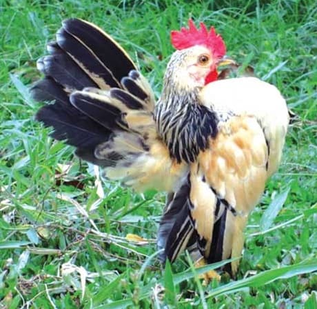 Ayam Serama