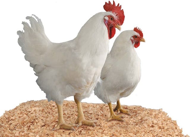Perkembangan Ayam Broiler Secara Genetik ArenaHewan com