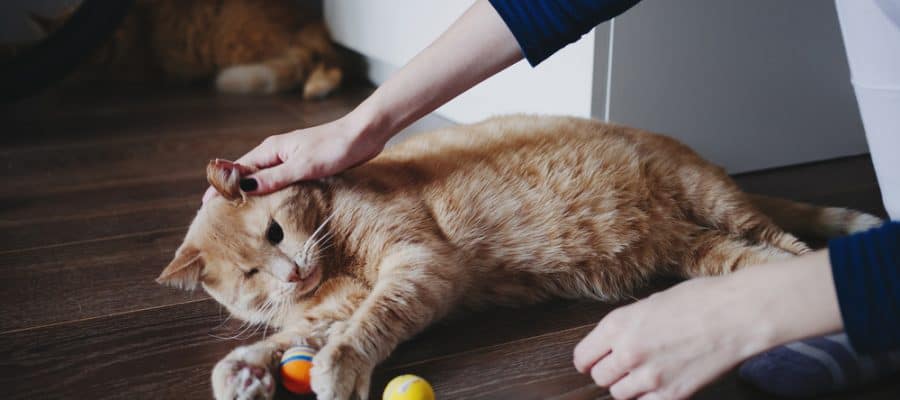 8 Cara Bermain  dengan Kucing  Dirumah ArenaHewan com