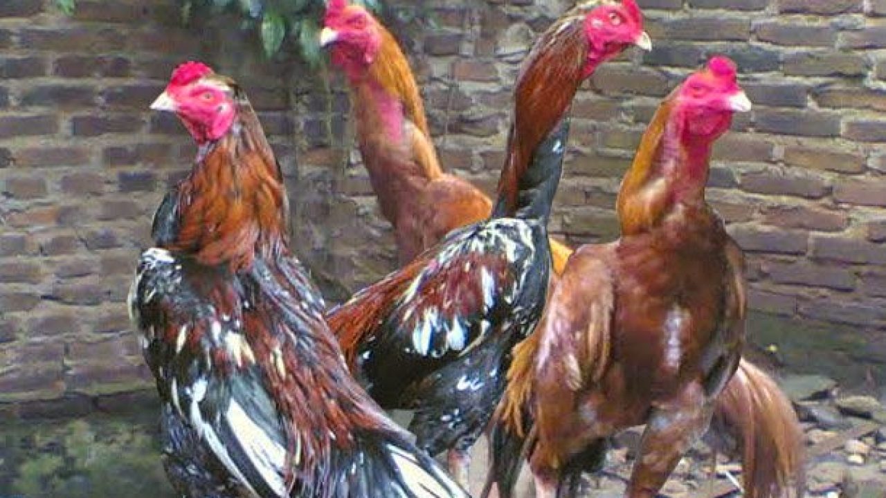 6 Tips Sukses Mengawinkan Ayam Bangkok Untuk Budidaya - ArenaHewan.com