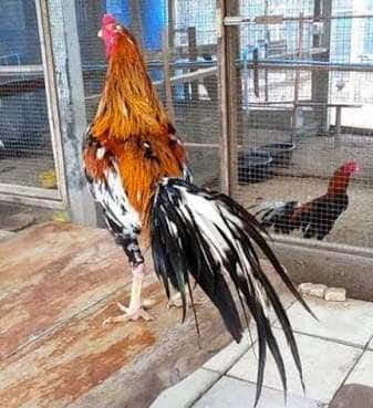 6 Tanda Ayam  Bangkok Siap Bertarung Dilihat Dari  Berbagai 