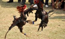 6 Tanda Ayam Bangkok Siap Bertarung Dilihat Dari Berbagai Hal Arenahewan Com