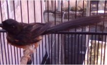 15 Penyakit Pada Burung Nuri Yang Harus Diketahui Arenahewan Com