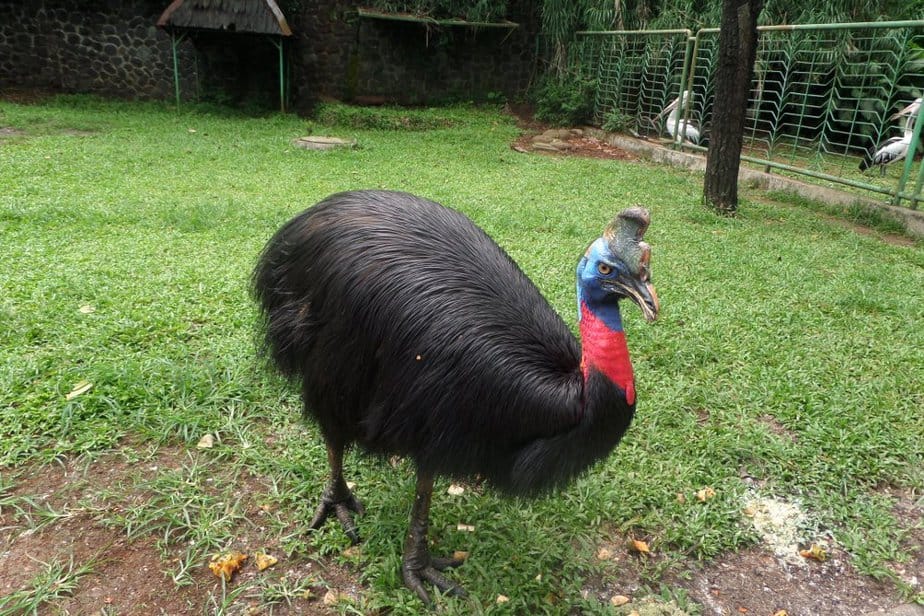  Ciri  Ciri  Khusus  Dan  Habitat  Asli  Burung  Cendrawasih Ini 