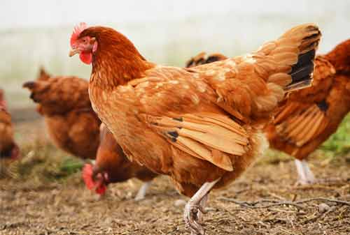 Cara Membuat Inseminasi Buatan Pada Ayam  Buras Agar 