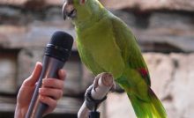 6 Cara Ternak Nuri Tanau Bagi Pemula Arenahewan Com