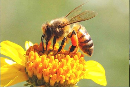 13 Cara Budidaya Lebah Madu bagi Pemula ArenaHewan com