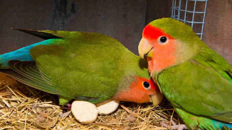 8 Tanda Lovebird Sedang Mengeram Arenahewan Com