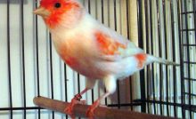 7 Tips Memilih Kenari Di Kandang Ombyokan Arenahewan Com