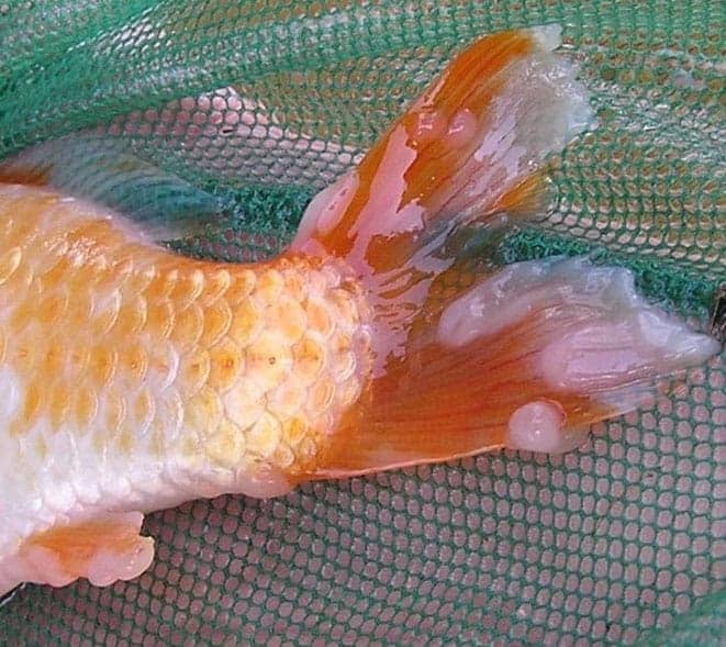 Penyebab Ekor Ikan Koi Rusak Dan Cara Mengatasinya - ArenaHewan.com
