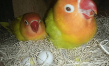 Cara Ternak Gelatik Belong Dengan Hasil Maksimal Arenahewan Com