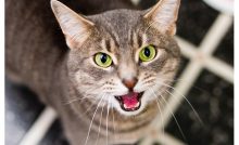17 Tanda Keguguran Pada Kucing yang Perlu Diketahui - ArenaHewan.com