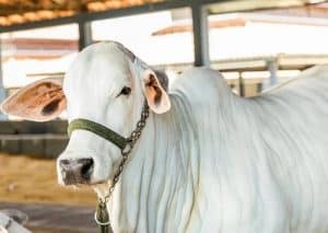 8 Tips Memilih Sapi untuk Kurban yang Baik dan Sesuai Syariat Islam