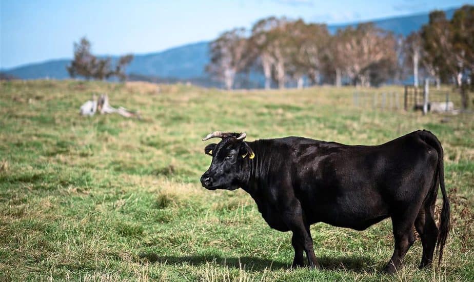 Proses Perawatan Sapi Wagyu Jepang Yang Terkenal Berkualitas ...