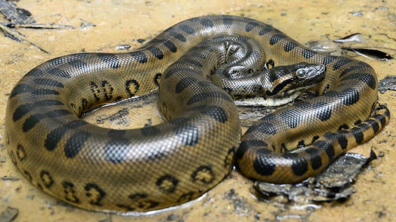 Anaconda in Amazon