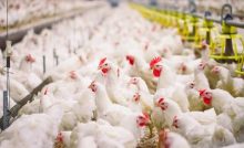 10 Cara Ternak Ayam Aduan Betet Arenahewan Com