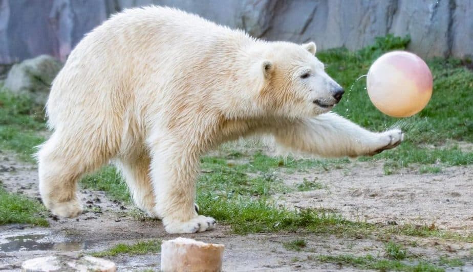56 Koleksi Gambar Binatang Beruang Kutub Terbaru