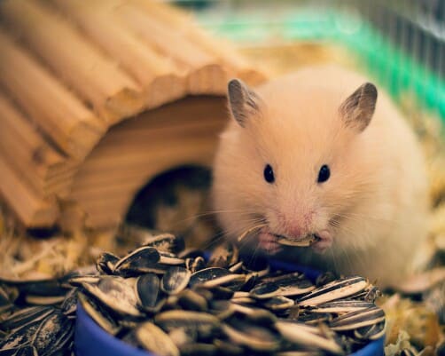 7 Cara Agar Hamster Tidak Bau Yang Perlu Dicoba Arenahewan Com