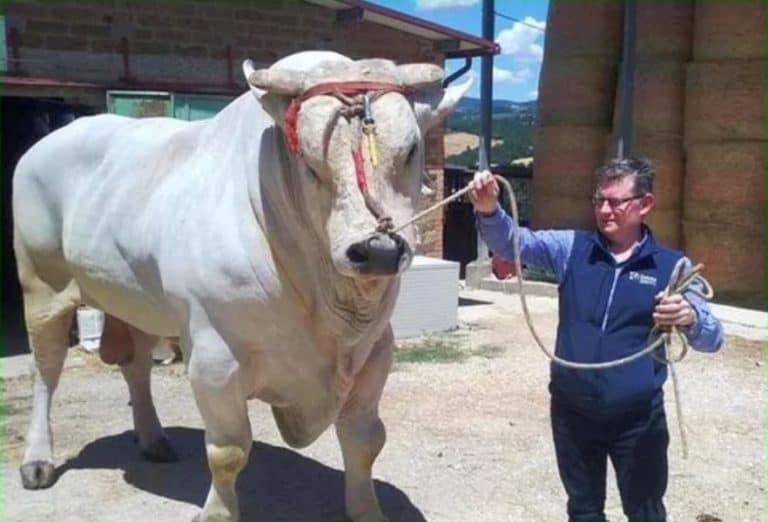 Mengenal Karakteristik Sapi Chianina dan Pakannya - ArenaHewan.com