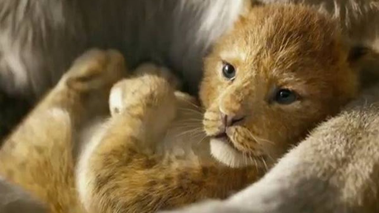 7 Daftar Hewan Yang Ada Di Film The Lion King Arenahewan Com