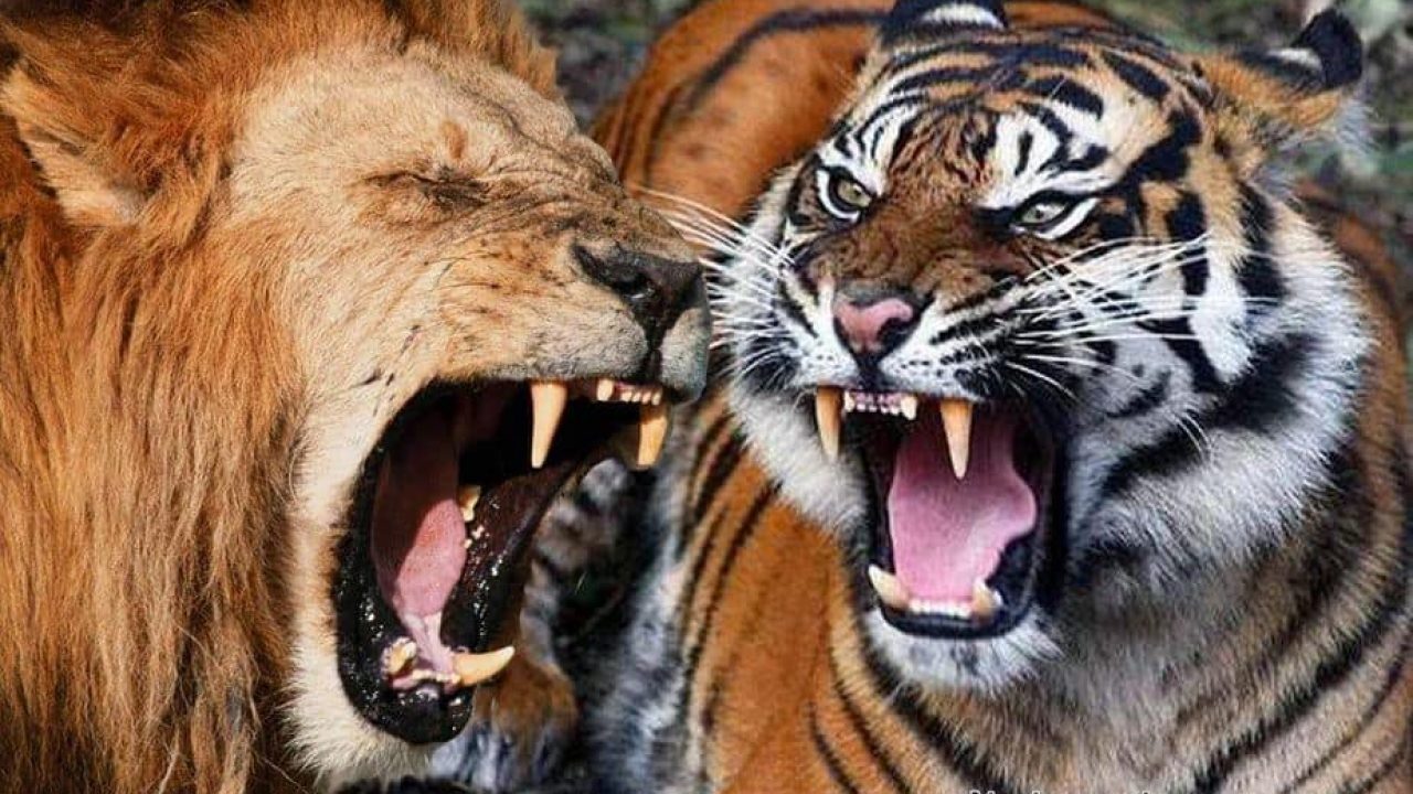 7 Perbedaan Singa Dan Harimau Arenahewancom