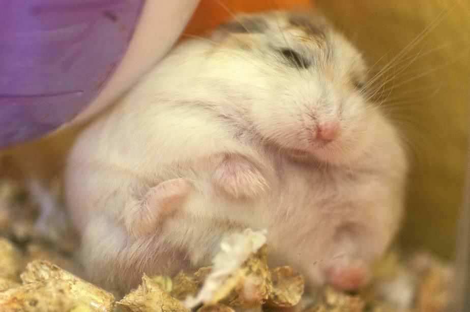 Hamster Mau Mati