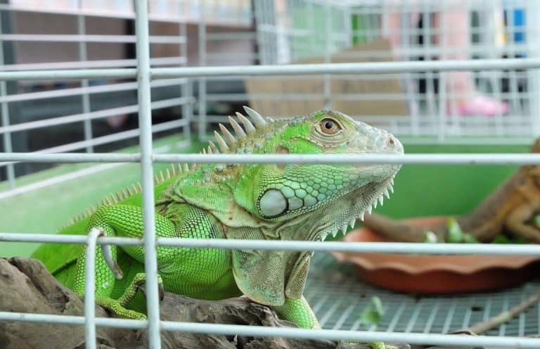 Iguana dalam Kandang