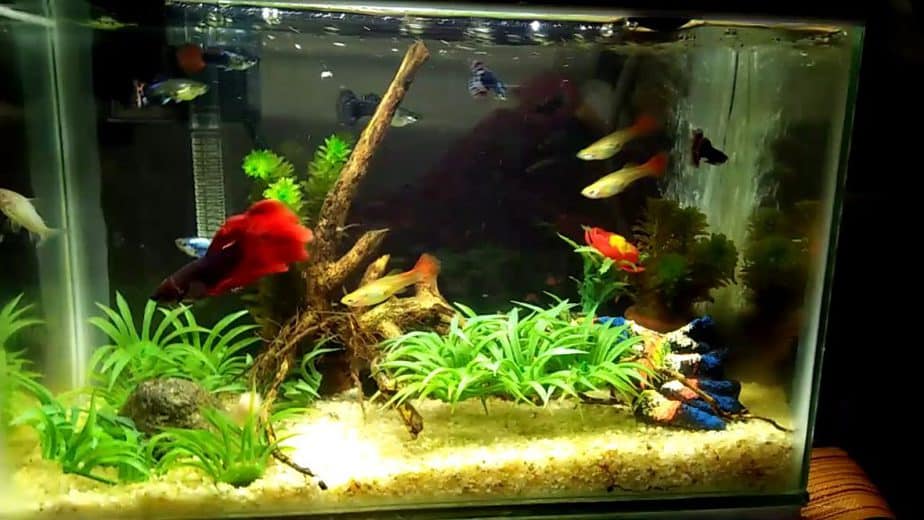 Ikan Cupang Aquarium