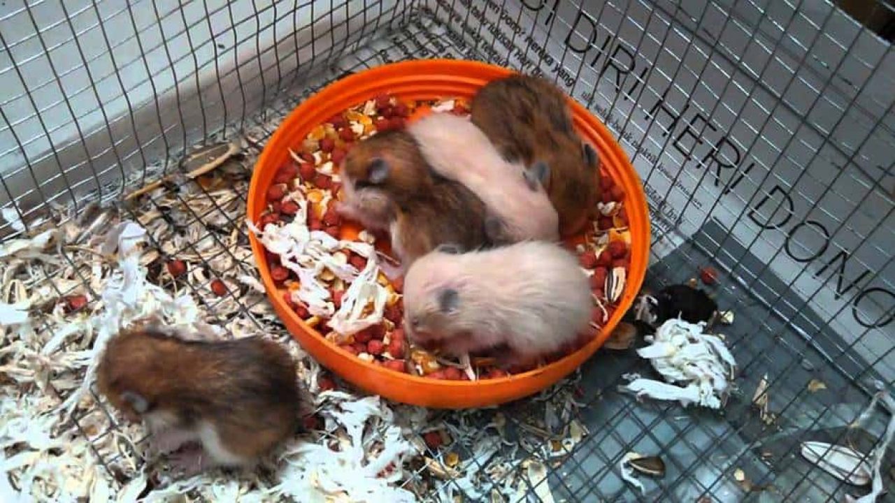 4 Jenis Makanan Bayi Hamster Berdasarkan Usianya Arenahewan 