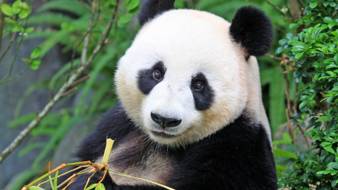 9 Ciri Ciri Panda Yang Dapat Diketahui Secara Fisik Dan Sifat
