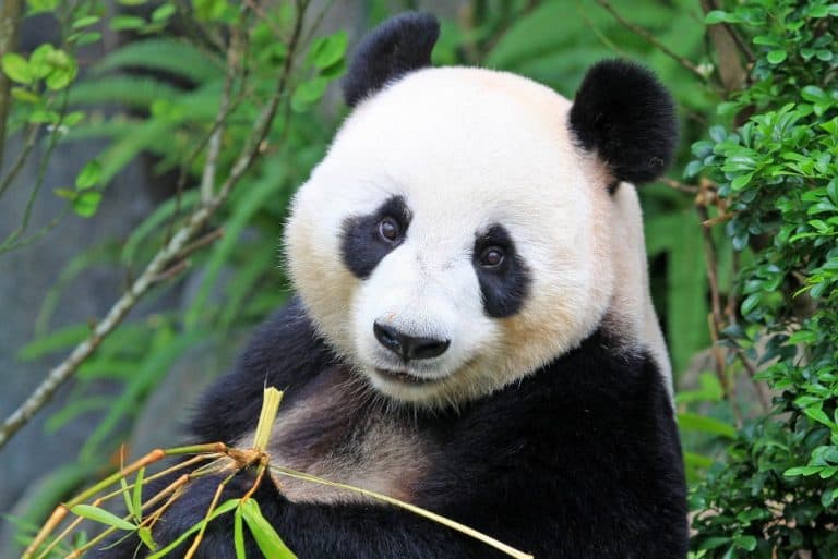 9 Ciri Ciri Panda  yang Dapat Diketahui Secara Fisik dan 