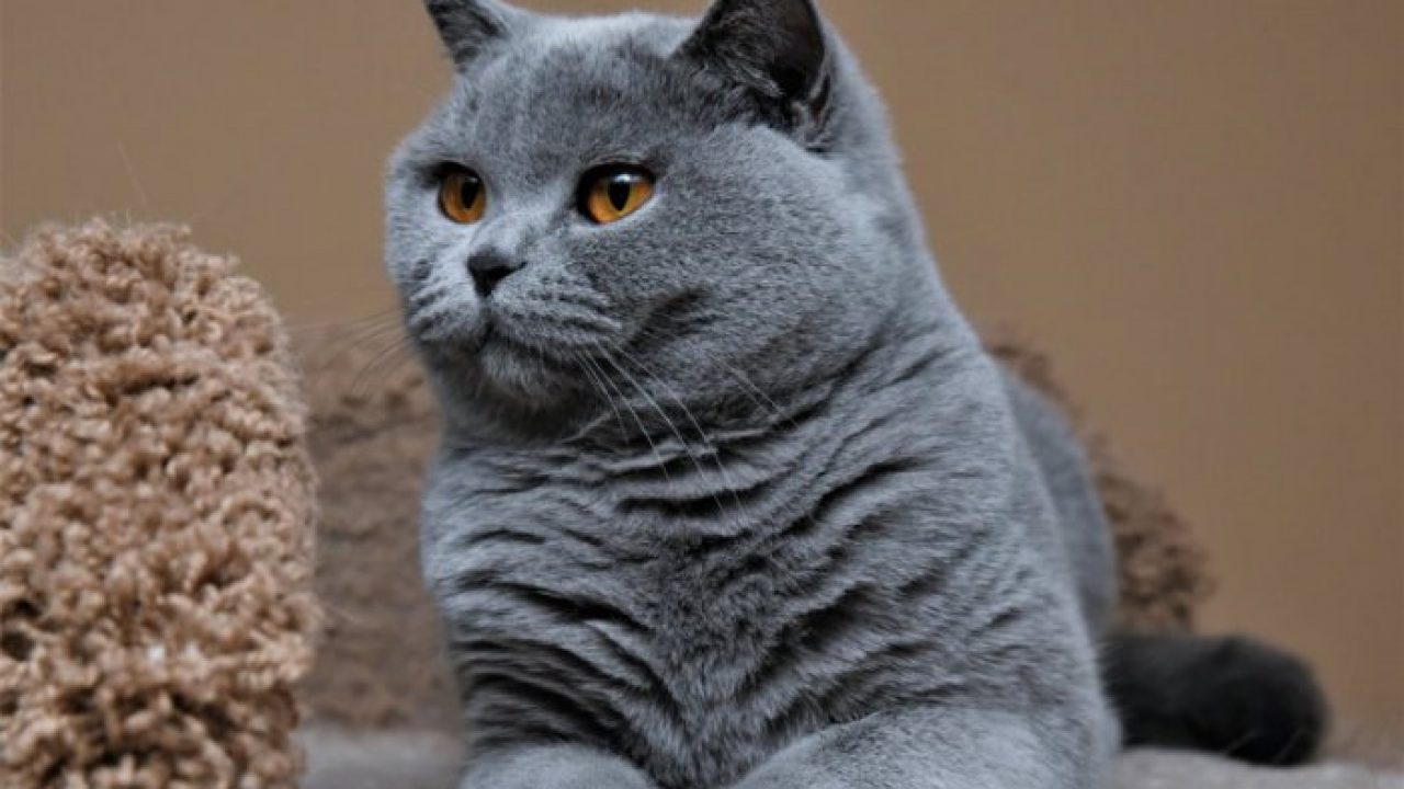 Karakteristik Kucing Exotic Shorthair - Cara Perawatan - Makanan 