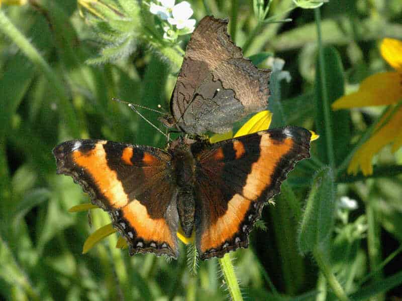 Milbert Tortoiseshell Butterfly