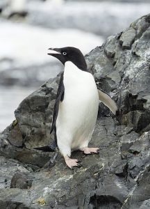 Penguin Adelie (Pygoscelis adeliae)