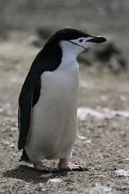 Penguin Chinstrap (Pygoscelis antarctica)