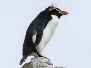 Penguin Erect-Crested (Eudyptes sclateri)