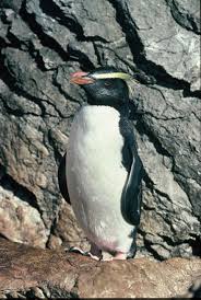 Penguin Fiordland (Eudyptes pachyrhynchus)